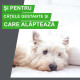 Frontline Combo Spot-On XL – Soluție Antiparazitară Externă pentru Câini de Talie Mare (40–60 kg) – 3 Pipete